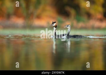 Ein Paar große Haubenvögel gleitet anmutig über das ruhige Wasser eines Sees, umgeben von üppigen herbstlichen Farben, die sich von der Oberfläche reflektieren. Stockfoto