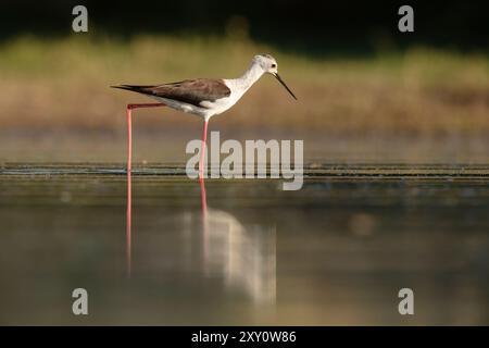 Ein ruhiges Bild einer schwarzgeflügelten Stelze, die während des frühen Morgenlichts in einem ruhigen Wasserkörper nach Nahrung sucht und Reflexionen gegen eine Natur erzeugt Stockfoto