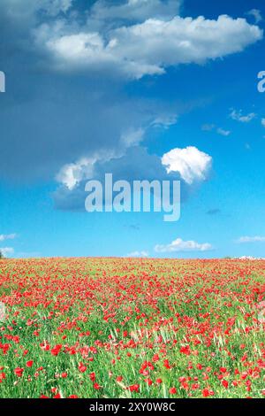 Ein atemberaubendes Feld mit leuchtend roten Mohnblumen erstreckt sich unter einem riesigen blauen Himmel, der mit weißen und dunklen Wolken geschmückt ist, was ein Gefühl von Frieden und natürlicher Schönheit weckt Stockfoto