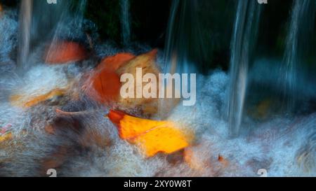 Eine malerische Szene mit bunten Herbstblättern, die in einem kleinen, kaskadierenden Waldbach gefangen werden und die natürliche Schönheit der Herbstmeere veranschaulichen Stockfoto