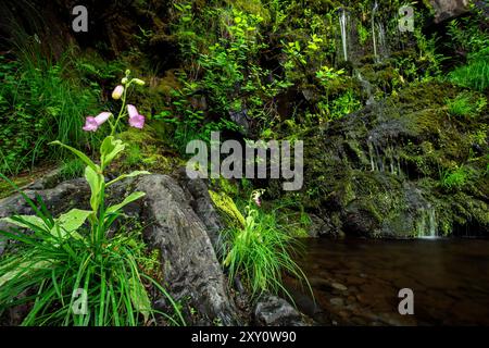 Fesselnde Szene eines ruhigen Wasserfalls, der durch üppige grüne Vegetation in einem ruhigen Wald stürzt Reiches Moos, grüne Farne und lebendige Wildblumen Stockfoto