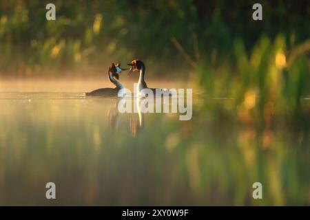 Zwei große Haubenvögel, Podiceps cristatus, führen bei Sonnenaufgang einen Paarungstanz auf einem ruhigen, nebelbedeckten See auf, der von üppigem Grün eingerahmt wird Stockfoto