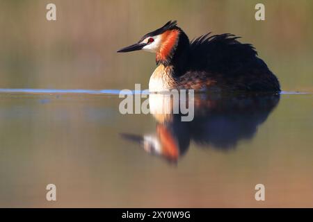 Podiceps cristatus, ein auffälliger Riesenkäppchen, der sich elegant auf ruhigem Wasser schweben lässt und sein lebendiges Brutgefieder und seine Distink zum Vorschein bringt Stockfoto