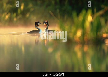 Zwei große Haubenvögel, Podiceps cristatus, führen bei Sonnenaufgang einen Paarungstanz auf einem ruhigen, nebelbedeckten See auf, der von üppigem Grün eingerahmt wird Stockfoto