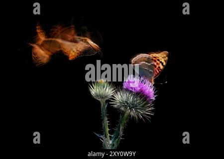 Ein dynamisches Bild, das die Bewegungsunschärfe eines Schmetterlings aufnimmt, während er über der leuchtenden violetten Blüte einer Distel schwingt, vor einem schwarzen Hintergrund, illustriert Stockfoto