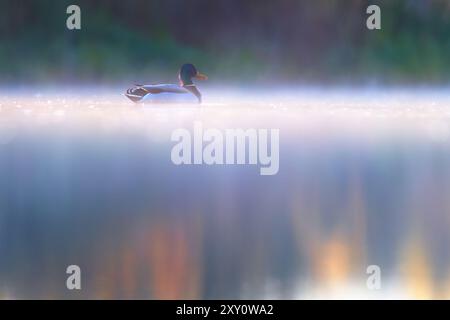 Eine einsame männliche Stockente, Anas platyrhynchos, schwimmt in den frühen Morgenstunden friedlich auf einem nebeligen See, getaucht in sanftem Licht Stockfoto