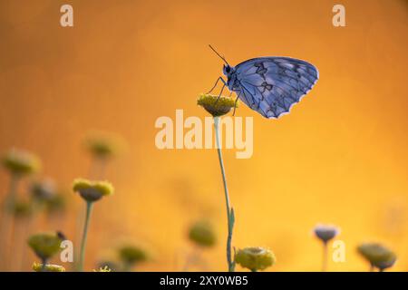 Melanargia-Lachesis-Schmetterling sitzt zart auf einer Blüte mit einem warmen, goldenen Sonnenuntergang und hebt die detaillierten Muster seiner Flügel hervor Stockfoto