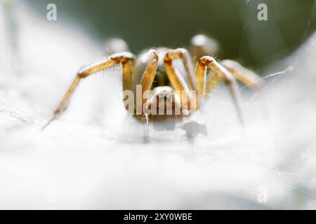 Ein detailliertes Makrofoto, das eine Agelena Labyrinthica Spinne in ihrem komplizierten Netz zeigt und ihre Besonderheiten und die subtile pla zeigt Stockfoto