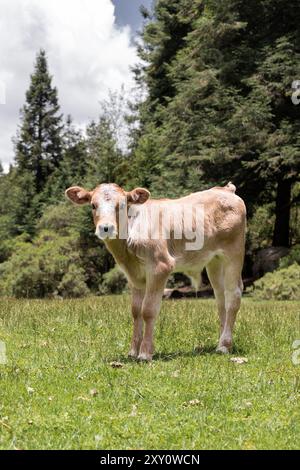 Ein junges Kalb mit weißem und braunem Fell steht anmutig auf einer lebhaften grünen Wiese, umgeben von hohen Bäumen und teilweise bewölktem Himmel. Stockfoto