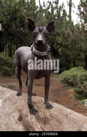 Ein Xoloitzcuintle-Hund steht selbstbewusst auf einem Holzstamm in einem dichten, regendurchdrungenen Wald und zeigt seinen schlanken, haarlosen Körper und seinen wachsamen Ausdruck Stockfoto