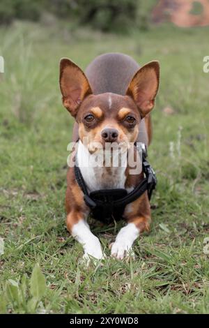 Detaillierte Nahaufnahme eines kleinen, braunen und weißen Chihuahua-Hundes, der ein schwarzes Gurtzeug trägt und direkt auf die Kamera in einer grasbewachsenen Umgebung im Freien blickt. Stockfoto