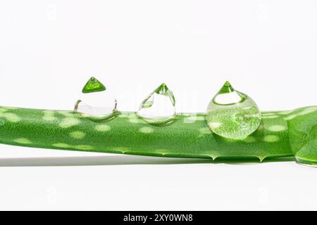 Nahaufnahme eines frischen Aloe-Vera-Blattes mit Wassertröpfchen, die vor einem sauberen, weißen Hintergrund erfasst werden und die natürliche Feuchtigkeit der Pflanze hervorheben Stockfoto