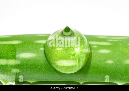 Makroaufnahme mit einem einzelnen, glitzernden Tropfen Aloe Vera Gel auf einem lebendigen, frisch geschnittenen Aloe Vera Blatt, ideal für natura Themen Stockfoto