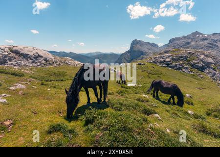 Wilde Pferde weiden lässig in den malerischen, sonnendurchfluteten Feldern von Picos de Europa, umgeben von der atemberaubenden, felsigen Landschaft des Nationalparks. Stockfoto