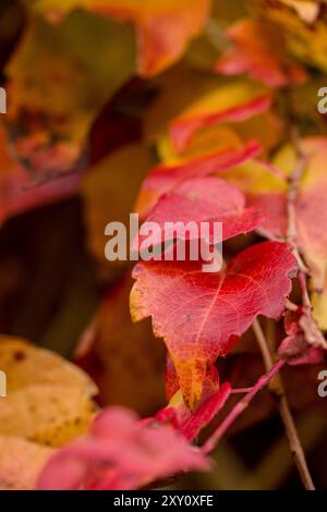 Leuchtend rote Herbstblätter mit weichem Fokus, die das Wesen des Herbstes einfangen. Stockfoto
