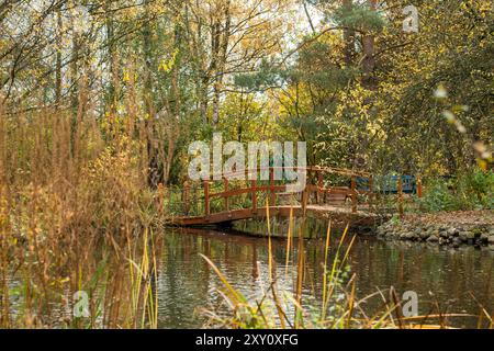 Eine ruhige Landschaft im Herbst mit einer rustikalen Holzbrücke, die über einen ruhigen Teich mit goldfarbenem Laub und hohem Schilf führt. Stockfoto