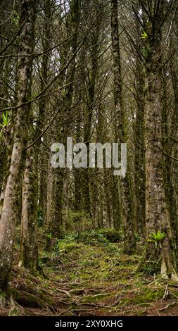 Dichten, moosbedeckten Wald entlang eines zerklüfteten Weges in Pico Blanco, umgeben von hohen, schmalen Bäumen und einem Teppich aus gefallenen Blättern. Stockfoto