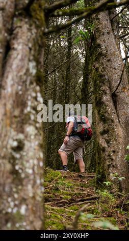Rückansicht eines nicht erkennbaren männlichen Wanderers durch den dichten Wald von Pico Blanco, umgeben von üppigem Grün und hoch aufragenden Bäumen, die einen s bieten Stockfoto
