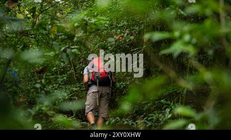 Rückansicht eines nicht erkennbaren männlichen Wanderers, der durch das dichte Laub in Pico Blanco navigiert. Seine Reise durch den lebhaften grünen Wald fängt die ein Stockfoto