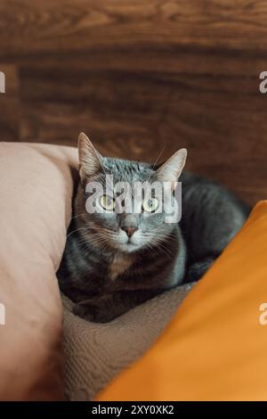 Eine ruhige Aufnahme zeigt eine graue Hauskatze, die auf einem bequemen Bett liegt und während einer zwanglosen Fotosession im Schlafzimmer setti Ruhe und Zufriedenheit ausstrahlt Stockfoto