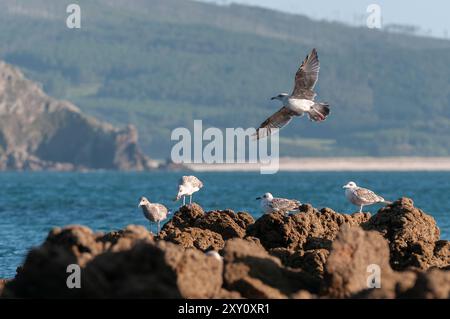 Möwen, die auf zerklüfteten Felsen am Meer thronen, mit einer im Flug vor einem malerischen Blick auf das Meer und bergigen Hintergrund. Stockfoto