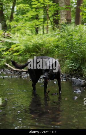 Black labrador Kreuzungen spazieren im Fluss. Es liegt mitten im Wald Stockfoto