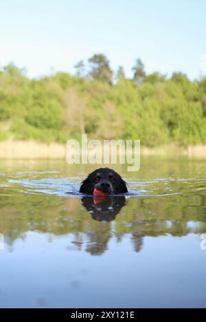 Ein schwarzer Kreuzungshund schwimmt mit Spielzeug im Mund in einem See, der von Bäumen umgeben ist. Stockfoto