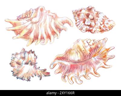 Muschelset aus Unterwasser-Muschelisolat in Aquarellfarbe. Skorpion Spinnenmuschel, Lambis Scorpius, flache, wellige Fächerform in zwei Bildwinkeln Stockfoto
