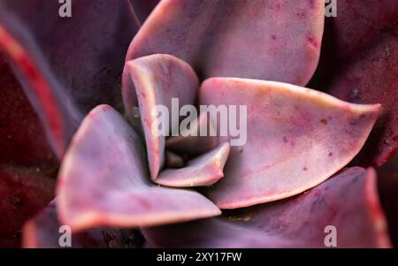 Makrofoto in Nahaufnahme, das die komplizierten Details einer Pflanze erfasst und die Textur, die Farbe und die feinen Muster ihrer natürlichen Struktur hervorhebt Stockfoto