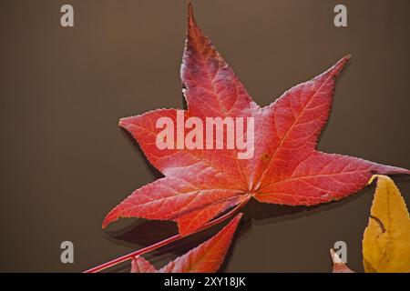 Isoliertes helles Herbstblatt 14536 Stockfoto