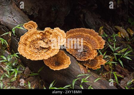 Dünnwandiger Labyrinth-Pilz Daedaleopsis confragosa 14157 Stockfoto