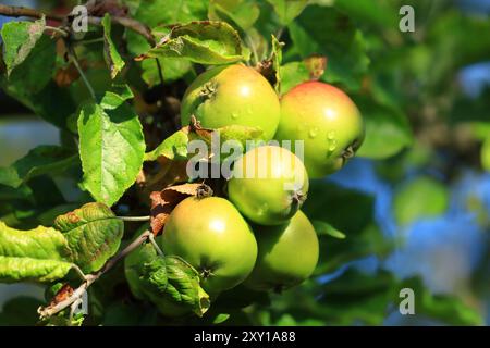 Frische grüne Äpfel auf dem Baum im Morgenlicht. Ökologischer Anbau. Stockfoto