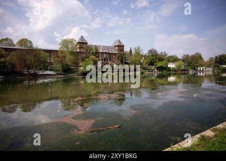 Torino, Italien. August 2024. Exotische Pflanze Elodea Nuttallii im Stadtteil Turin des Po RiverElodea nuttallii ist eine fremde Pflanzenart, die in Nord- und Südamerika beheimatet ist und als Zierpflanze für Teiche und Aquarien eingeführt wurde, und erstmals im Jahr 2022 erschien die Verbreitung im Stadtteil des Po, kam von den extremen klimatischen Bedingungen her: Ruhiges, warmes und seichtes Wasser auf dem Bild, allgemeine Ansicht des Flusses Po in Turin, Nordwest Italien - Dienstag, 27. August 2024. Sport - Fußball . (Foto: Marco Alpozzi/Lapresse) Credit: LaPresse/Alamy Live News Stockfoto