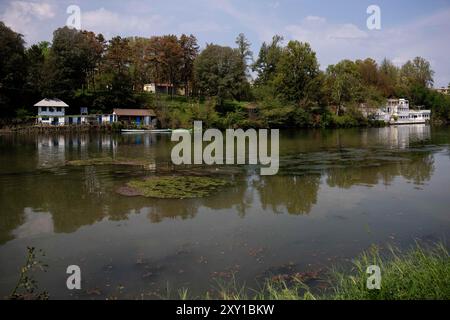 Torino, Italien. August 2024. Exotische Pflanze Elodea Nuttallii im Stadtteil Turin des Po RiverElodea nuttallii ist eine fremde Pflanzenart, die in Nord- und Südamerika beheimatet ist und als Zierpflanze für Teiche und Aquarien eingeführt wurde, und erstmals im Jahr 2022 erschien die Verbreitung im Stadtteil des Po, kam von den extremen klimatischen Bedingungen her: Ruhiges, warmes und seichtes Wasser auf dem Bild, allgemeine Ansicht des Flusses Po in Turin, Nordwest Italien - Dienstag, 27. August 2024. Sport - Fußball . (Foto: Marco Alpozzi/Lapresse) Credit: LaPresse/Alamy Live News Stockfoto