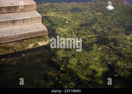 Torino, Italien. August 2024. Exotische Pflanze Elodea Nuttallii im Stadtteil Turin des Po RiverElodea nuttallii ist eine fremde Pflanzenart, die in Nord- und Südamerika beheimatet ist und als Zierpflanze für Teiche und Aquarien eingeführt wurde, und erstmals im Jahr 2022 erschien die Verbreitung im Stadtteil des Po, kam von den extremen klimatischen Bedingungen her: Ruhiges, warmes und seichtes Wasser auf dem Bild, allgemeine Ansicht des Flusses Po in Turin, Nordwest Italien - Dienstag, 27. August 2024. Sport - Fußball . (Foto: Marco Alpozzi/Lapresse) Credit: LaPresse/Alamy Live News Stockfoto