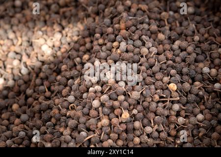 Cubeb Pfeffer, Schwanzpfeffer, Piper Cubeba Stockfoto