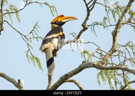 Großer Hornbill (Buceros bicornis) Stockfoto