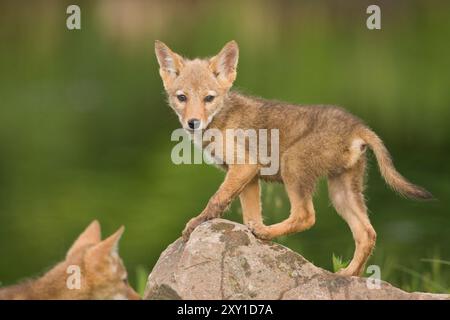 Koyoten (Canis latrans) Welpen (kontrollierter Studienteilnehmer) Stockfoto