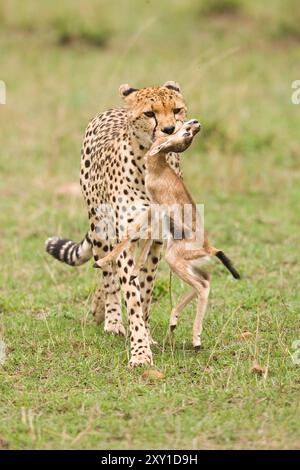 Gepard (Acinonyx jubatus), mit einem Baby Thomson's Gazelle, das er gerade gefangen hat. Stockfoto