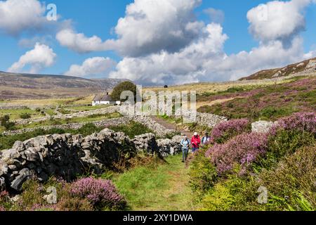 Spaziergänge entlang einer grünen Gasse mit einem weißen Ferienhaus in der Landschaft im Sommer. Garndolbenmaen, Porthmadog, Gwynedd, North Wales, Vereinigtes Königreich, Großbritannien Stockfoto