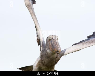 Shoebilstorch (Balaeniceps rex) im Flug, Mabamba Swamp, Lake Victoria, Uganda. Stockfoto