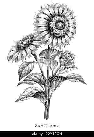 Botanische Sonnenblumenillustration Vintage-Stilstich schwarz-weiße Clip-Art Stock Vektor