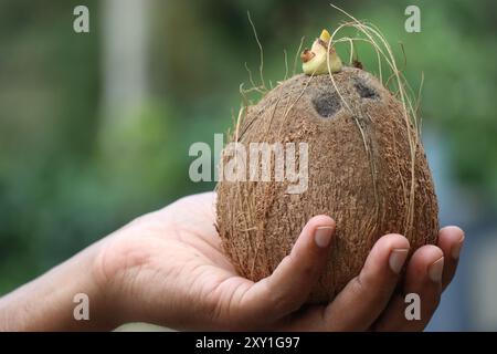 Kokossprossen in der Hand auf einem natürlichen grünen Hintergrund gehalten Stockfoto