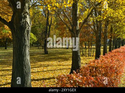 Eine Gasse mit Bäumen in einem bunten Herbstpark an einem sonnigen Tag Stockfoto