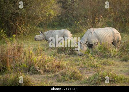 Indische Rhinoceros (Rhinoceros unicornis) Kuh und Kalb Stockfoto