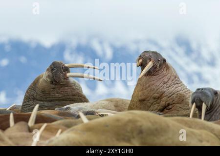 Walrosse (Odobenus rosmarus), die am Strand mit Berggrund ruhen Stockfoto