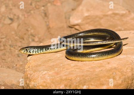 Östliche Glaseidechse (Ophisaurus ventralis) (kontrollierter Studienteilnehmer) Stockfoto