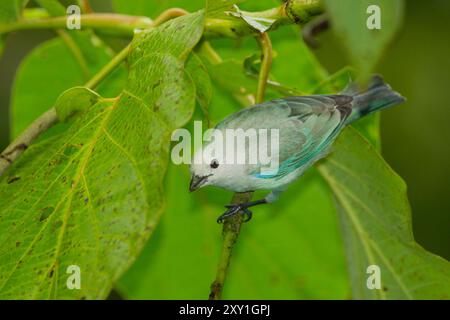Blau-graue Tanager (Thraupis Episcopus) Stockfoto