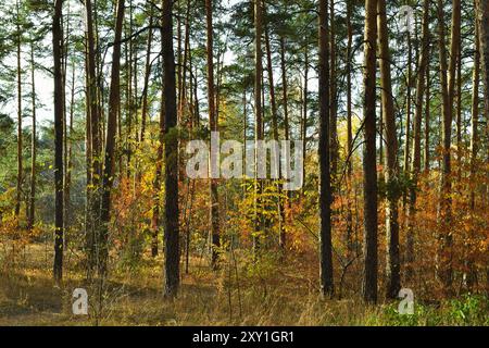 Die hohen, schlanken Stämme der Kiefern im Herbstwald unter der Abendsonne Stockfoto
