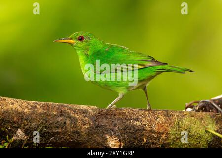 Grüne Kleidervogel (Chlorophanes Spiza) Stockfoto